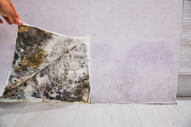 Best Black Mold Removal  in Maricopa, AZ